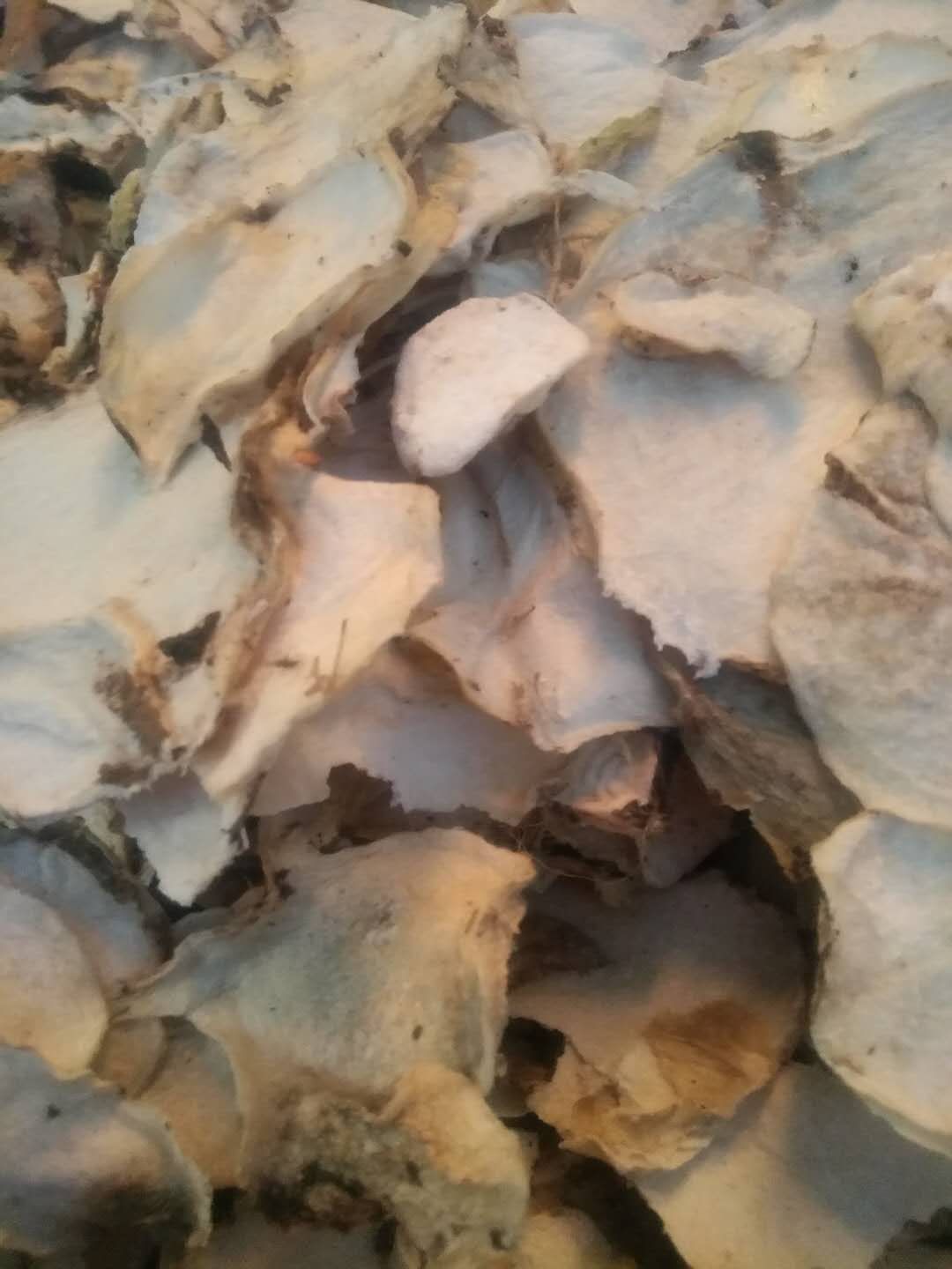 廠家直銷魔芋干片