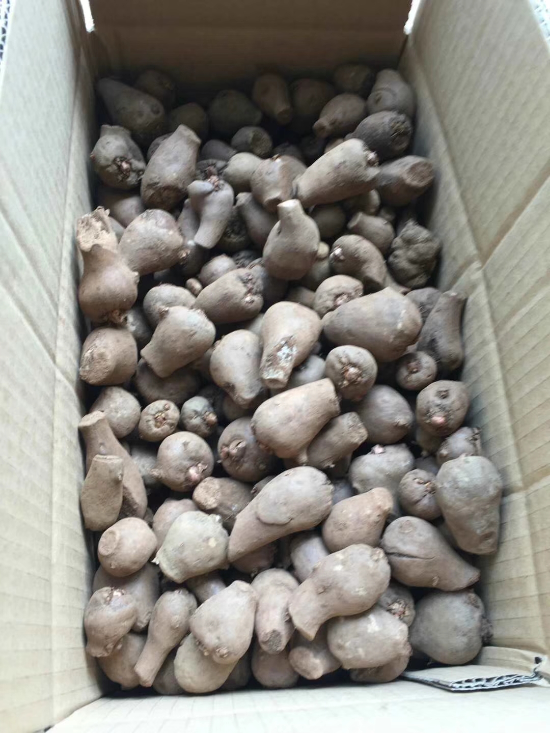 基地直銷魔芋一代種