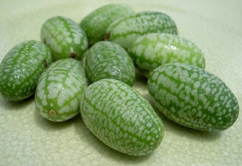 供應好吃迷你小西瓜拇指西瓜種子生產(chǎn)