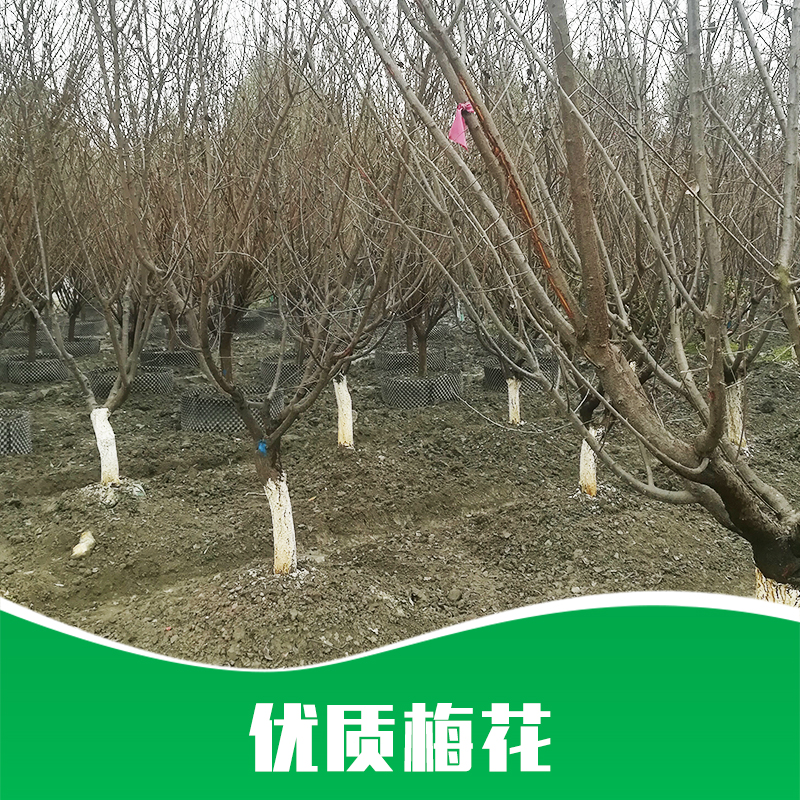 梅花 梅花批發(fā) 梅花嫁接 梅花樹苗 梅花嫁接 廠家直銷 品質(zhì)保障