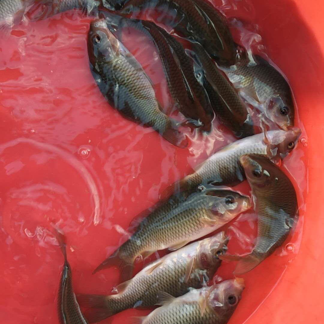 四川哪里有荷花鯉魚(yú)