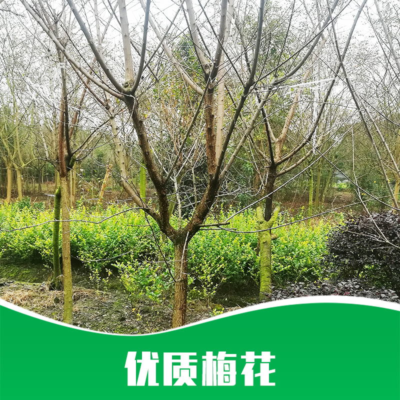 梅花 梅花批發(fā) 梅花嫁接 梅花樹苗 梅花嫁接 廠家直銷 品質(zhì)保障