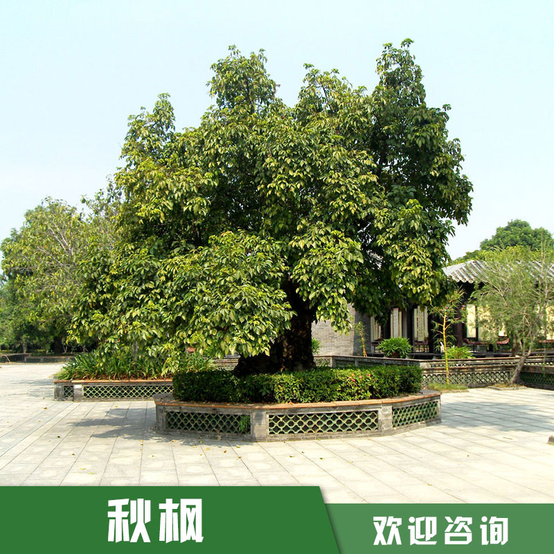 優(yōu)質(zhì)秋楓供應(yīng) 秋楓價(jià)格 秋楓培育基地