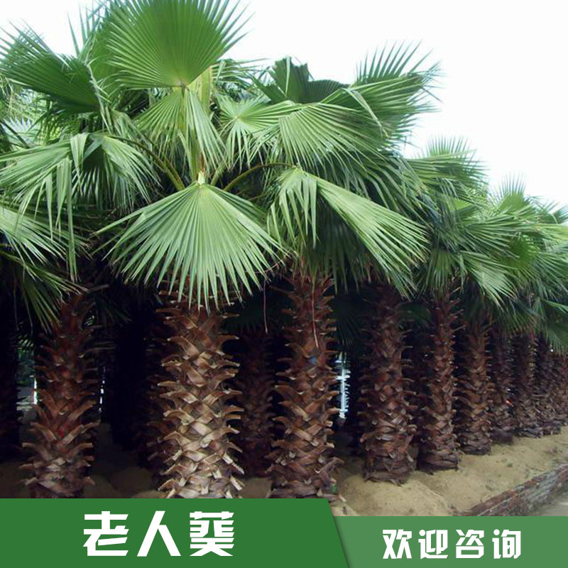 福建華盛頓棕供應(yīng)商苗圃基地直銷 華盛頓棕批發(fā)價(jià)格 歡迎來電咨詢15059228086