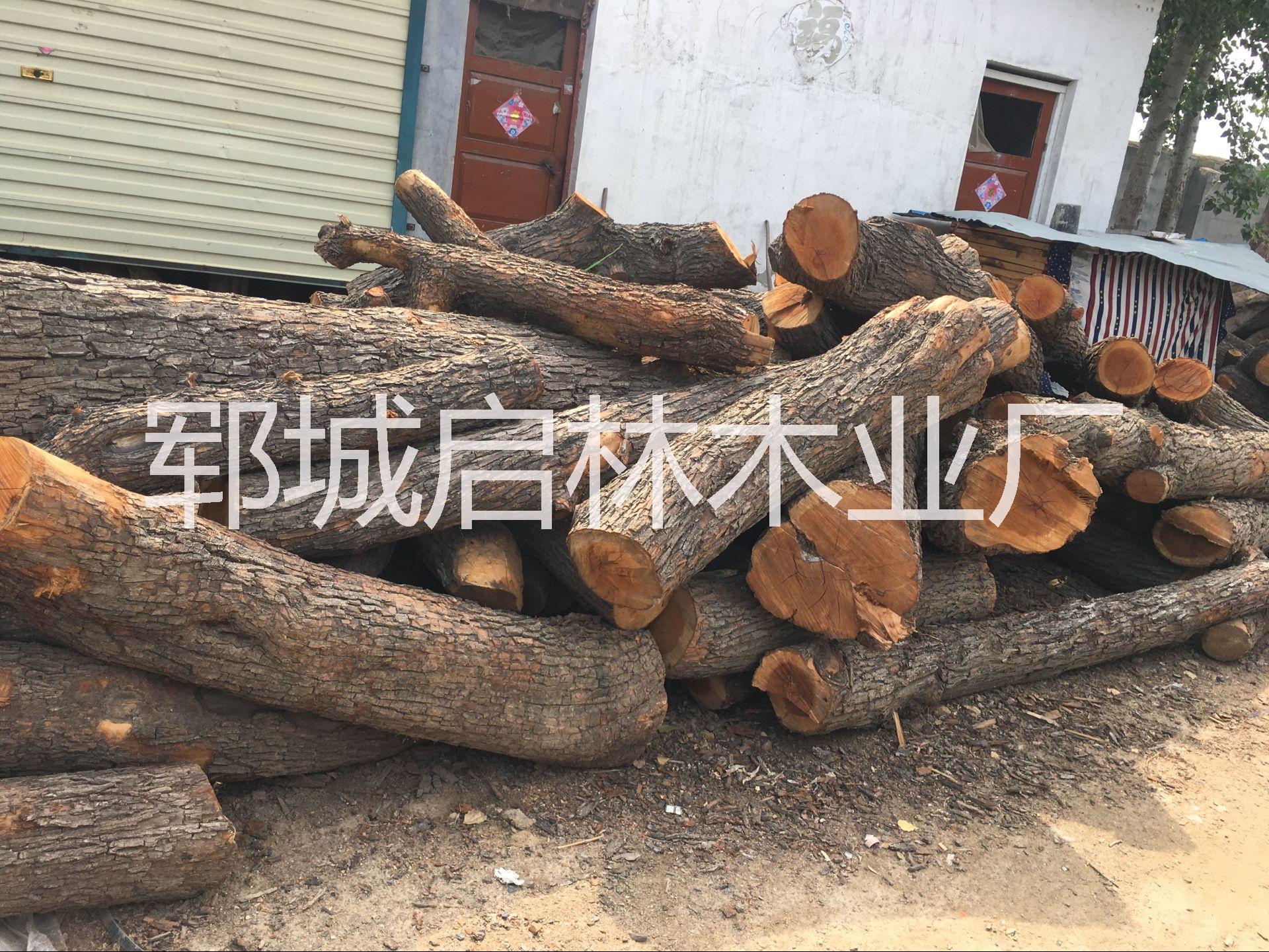 大量出售棗木原木