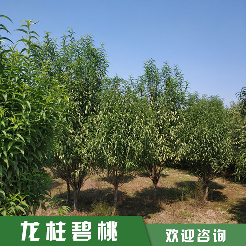 碧桃批發(fā)價(jià)格 龍柱碧桃種植基地 碧桃供應(yīng)商