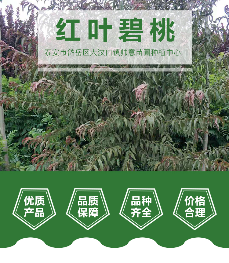 一級(jí)紅葉碧桃基地 一級(jí)紅葉碧桃報(bào)