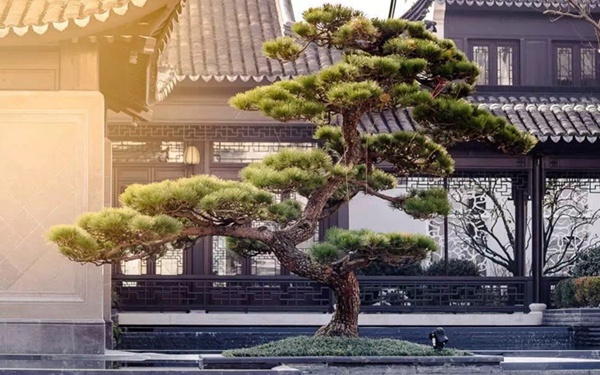 豪宅私家庭院羅漢松