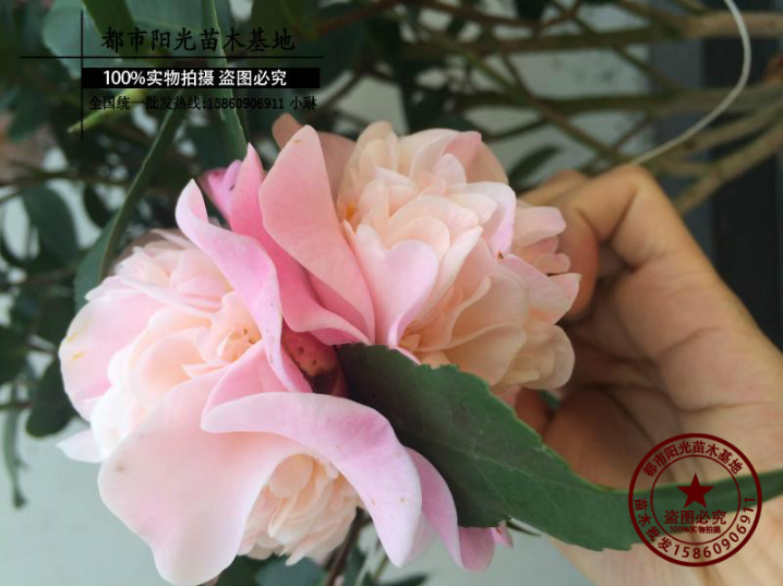 香茶花 香茶花報(bào)價(jià) 香茶花電話 香茶花廠家 香茶花批發(fā) 香茶花哪家好 香茶花供應(yīng)商