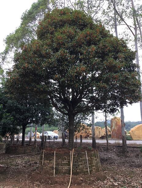 桂花_廣東英德望埠鎮(zhèn)桂花_種植基地報(bào)價(jià)_批發(fā)價(jià)格_望埠鎮(zhèn)桂花基地直銷價(jià)格