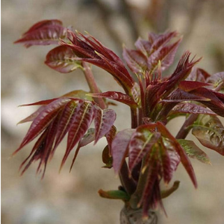 果苗 山東紅蘋果樹苗種植基地批發(fā)價格