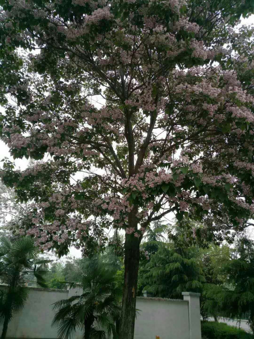 河南楸樹(shù)基地-園林綠化苗木價(jià)格-河南楸樹(shù)報(bào)價(jià)-河南商丘楸樹(shù)種植基地