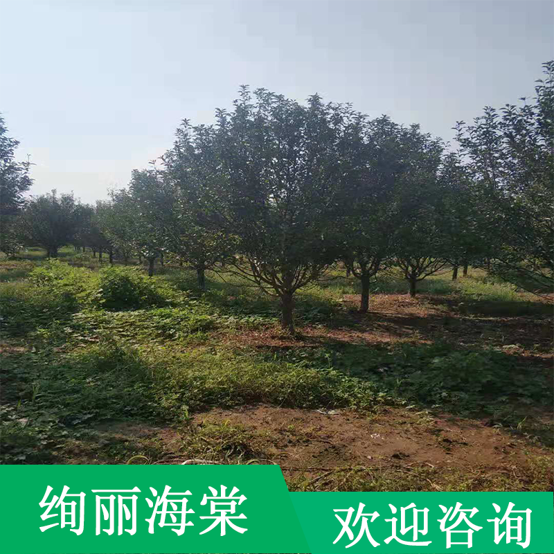 山東絢麗海棠種植基地 種類齊全 大量供應