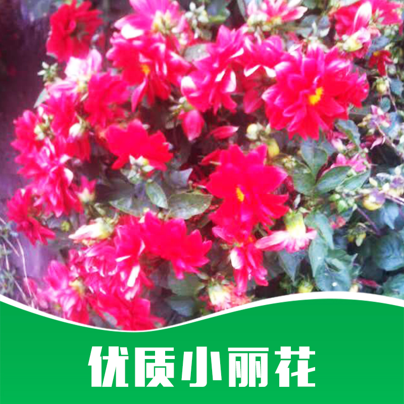 小麗花價格-廠家-供應(yīng)商