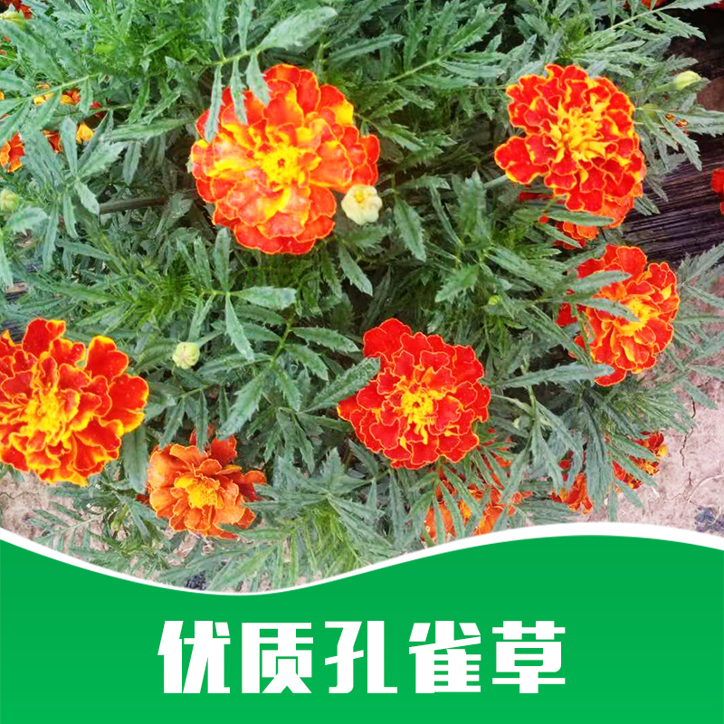 孔雀草 草花種子孔雀草供應(yīng)商  草花種子孔雀草價(jià)格  草花種子孔雀草批發(fā)
