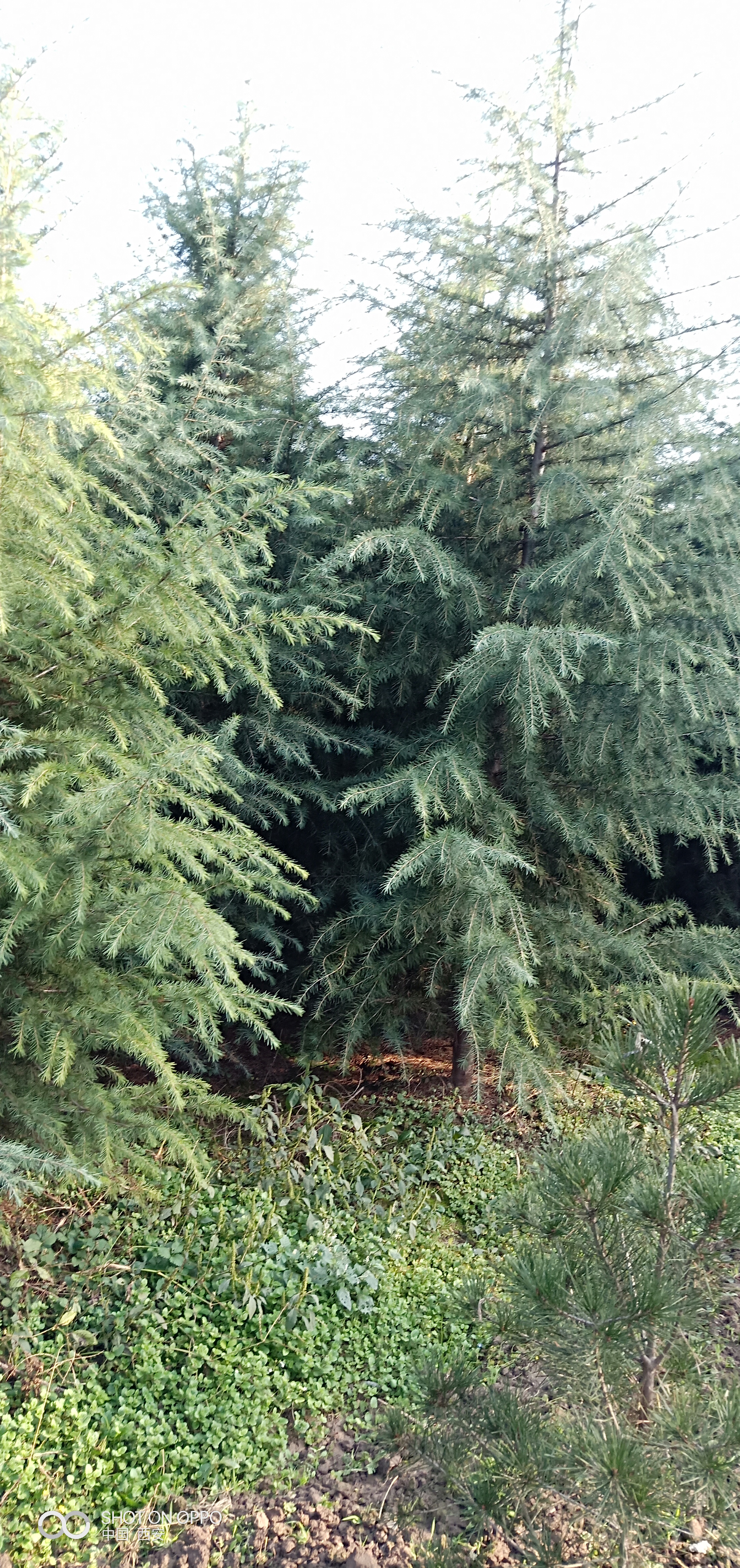 西安*雪松苗木種植基地批發(fā)