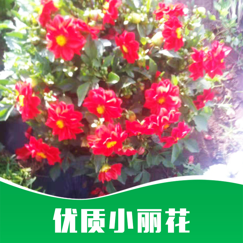小麗花價格-廠家-供應(yīng)商