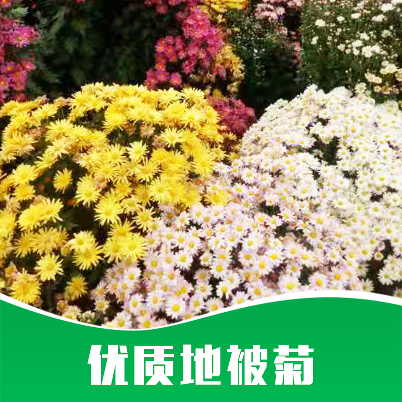 地被菊 草花 草花批發(fā) 時(shí)令草花 綠化草花 廠家直銷 品質(zhì)保證
