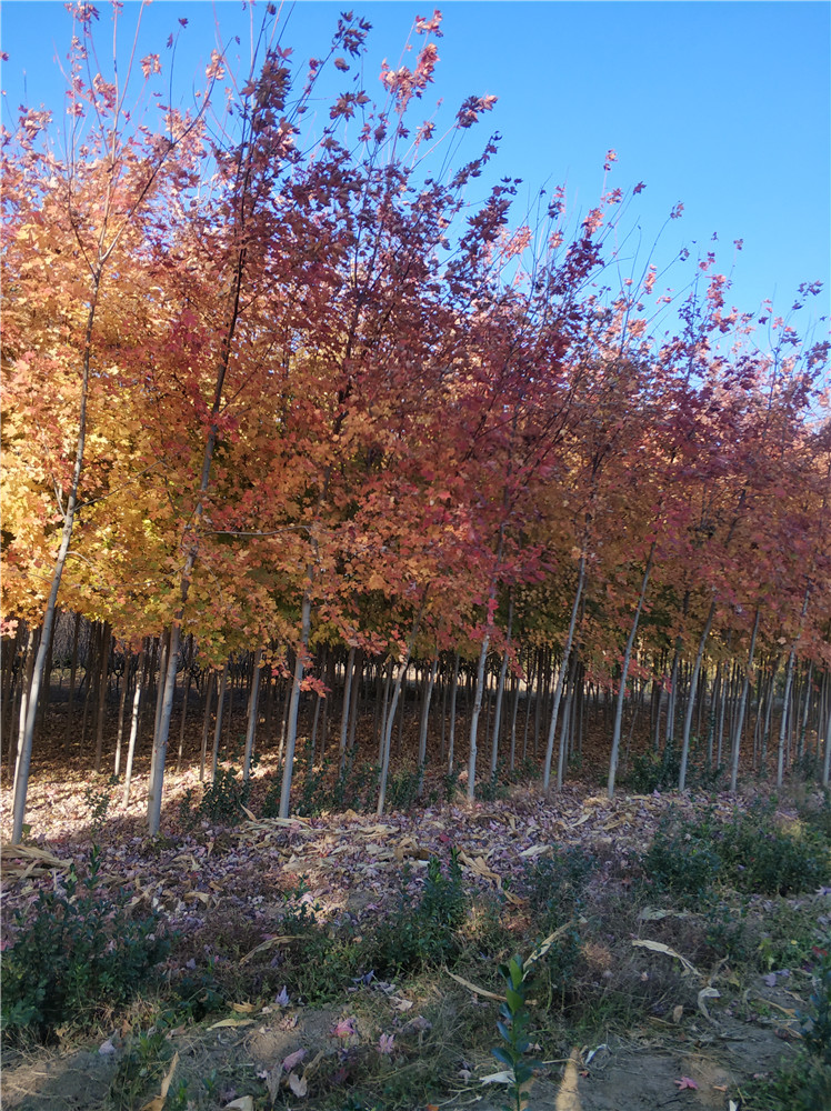 山東美國紅楓基地  美國紅楓報價