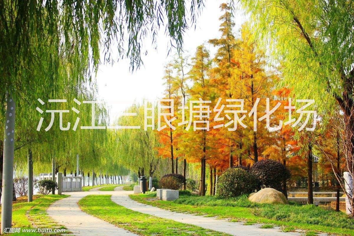 湖南池杉樹苗基地|湖南池杉樹苗報(bào)價(jià)|湖南池杉樹苗批發(fā)價(jià)格