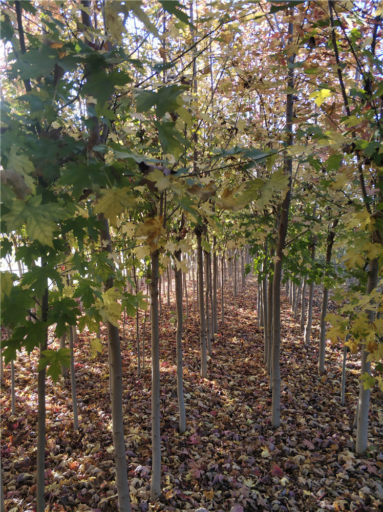 山東美國紅楓基地  美國紅楓報價