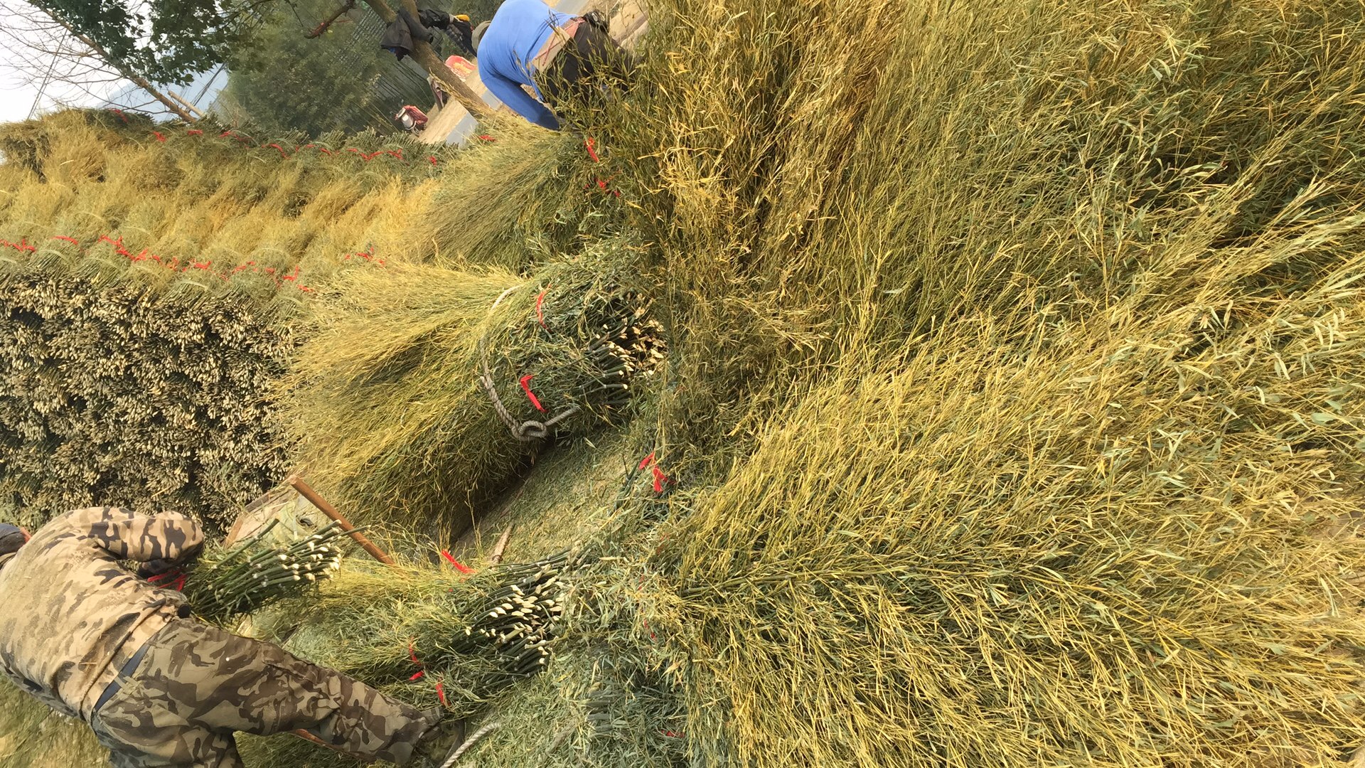 浙江省竹枝掃帚苗二黃精枝各種等級(jí) 浙江竹枝掃帚苗基地 浙江竹枝掃帚苗基地