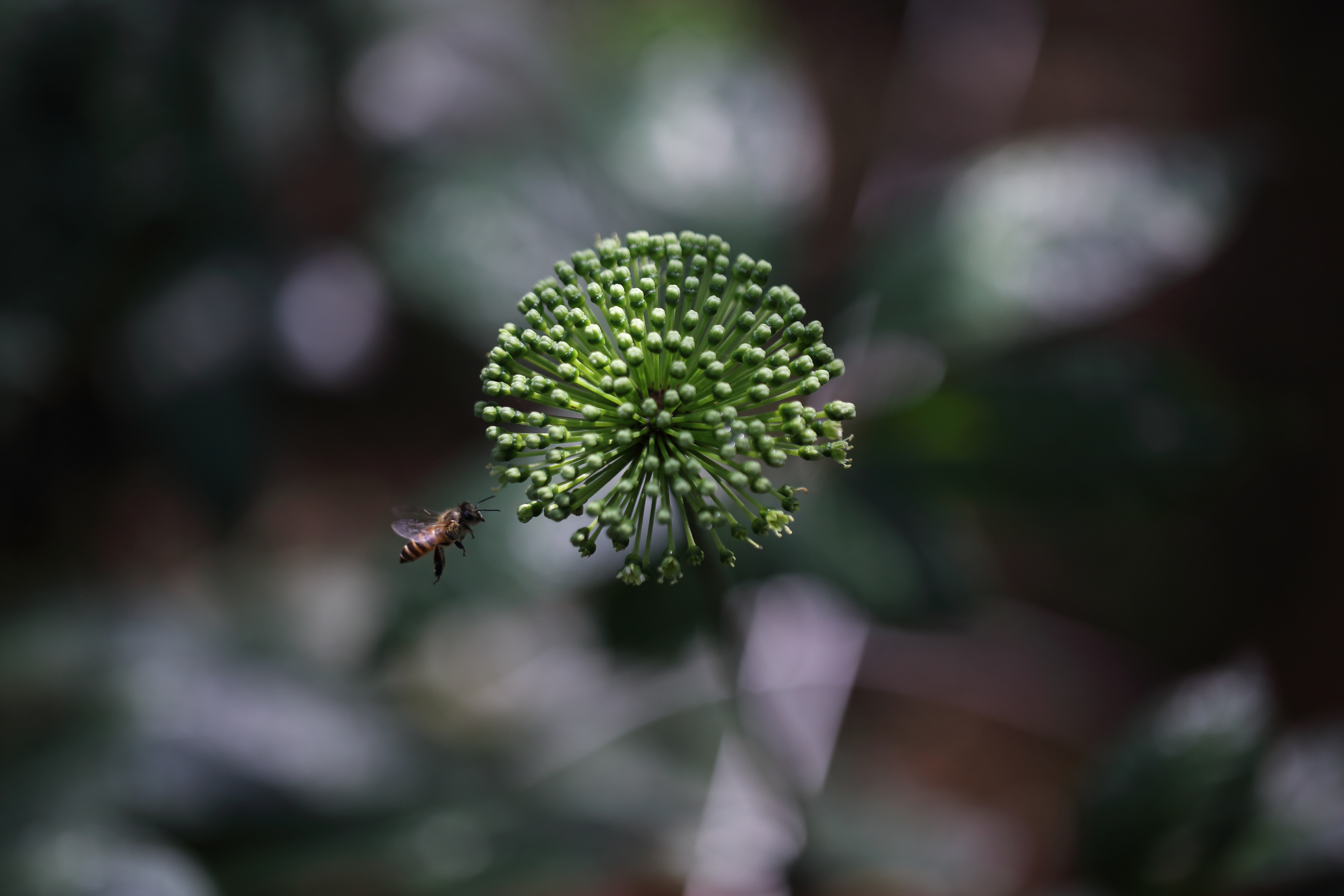原產(chǎn)地三七藥酒價格|北京三七藥酒價格|楊氏印象