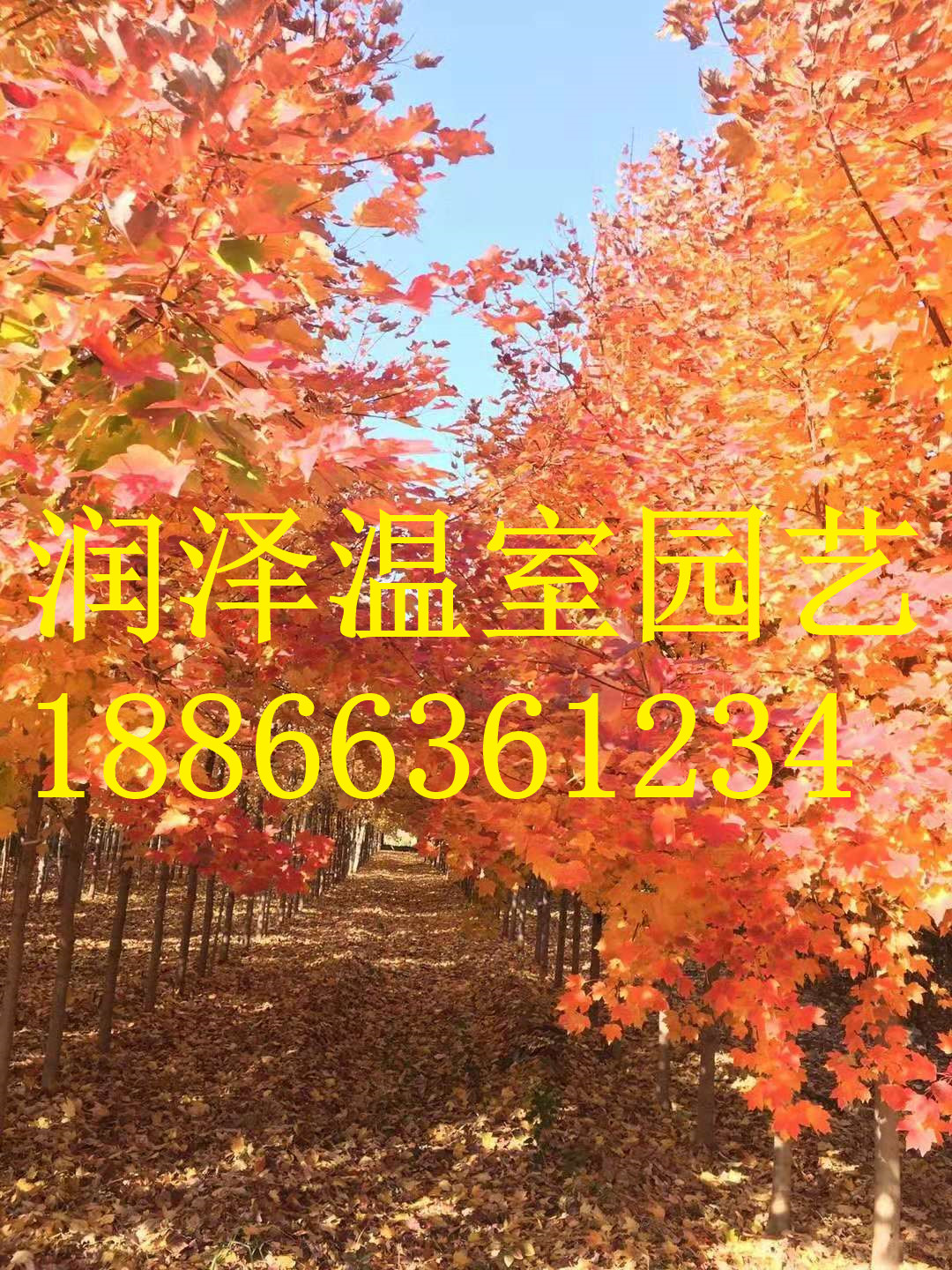 【 歐洲丁香】-【北美丁香】-【四季紅楓十月光輝】-【三季紅楓秋日夢幻】-青州潤澤園藝 歐洲丁香北美丁香