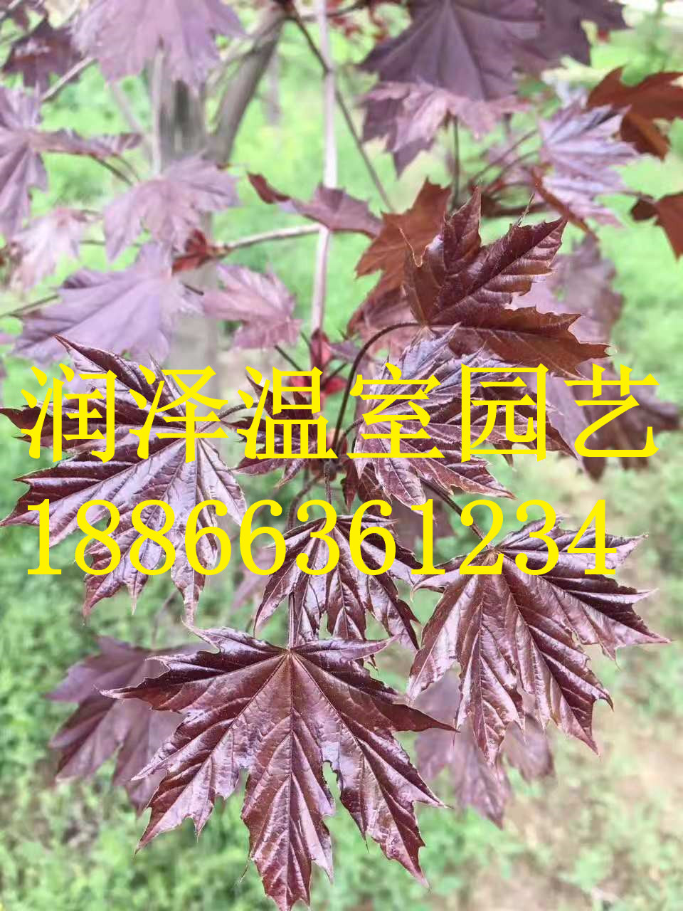 【大果櫟\加拿大唐棣\金葉皂角\秋紫蠟\美國灌木玉蘭\針櫟\娜塔櫟\ 美國火焰衛(wèi)矛】   大果櫟加拿大唐棣