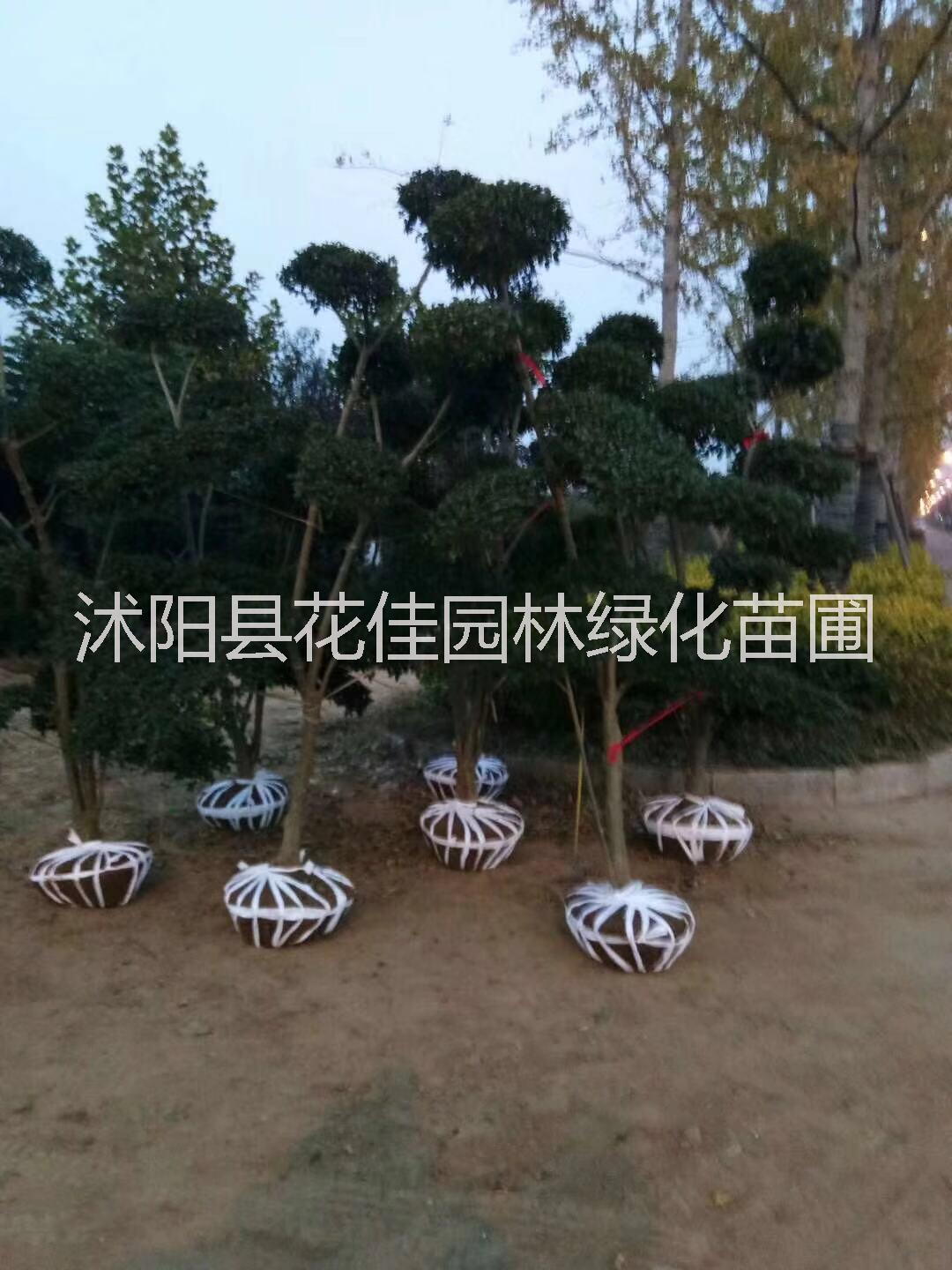 江蘇沐陽欒樹供應(yīng)商，欒華批發(fā)，欒華報(bào)價(jià)