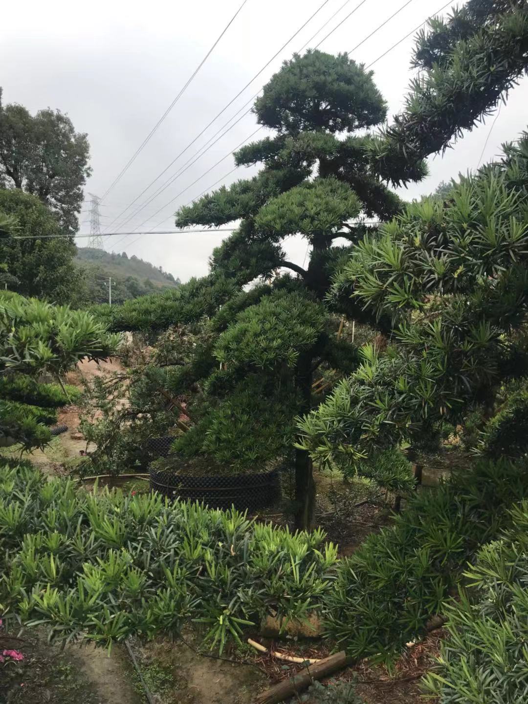 造型羅漢松樹價格｜湖南造型羅漢松樹供應(yīng)｜湖南造型羅漢松樹報價｜湖南造型羅漢松樹種植基地