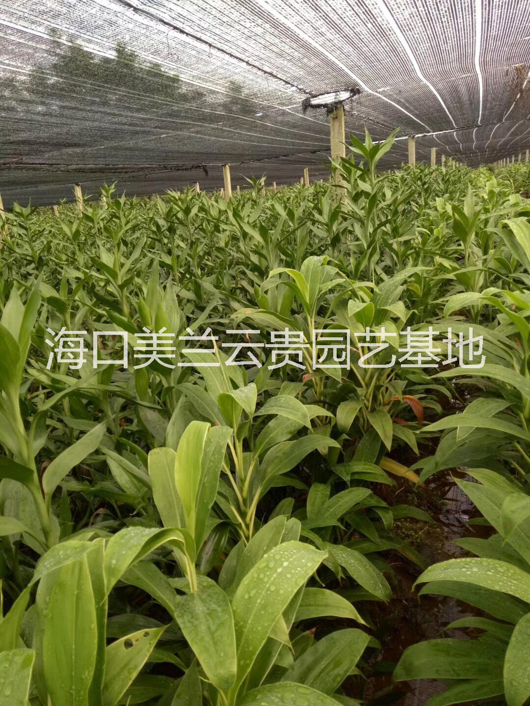 海南招材竹  海南招材竹廠家  海南廠家直銷招材竹  海南招材竹供應(yīng)  海南招材竹批發(fā)那里優(yōu)惠