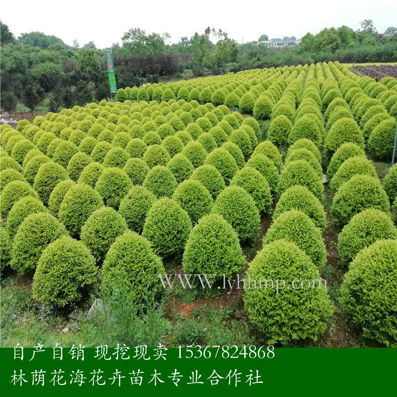 *批發(fā)金冠女貞 湖南*供應(yīng)金冠女貞 金冠女貞供應(yīng)商電話 金冠女貞基地直銷電話 湖南金冠女貞