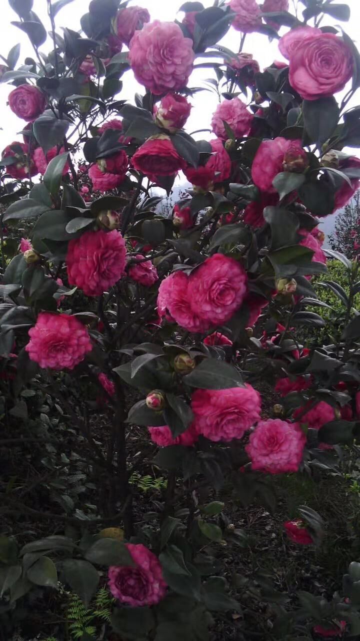 四川宜賓高縣茶花種植基地-四川宜賓高縣茶花批發(fā)價格