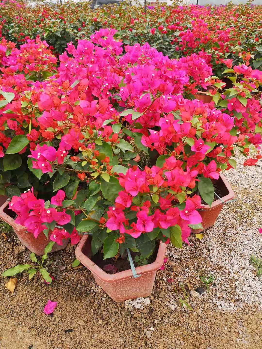 漳州的花瓶三角梅優(yōu)點(diǎn)