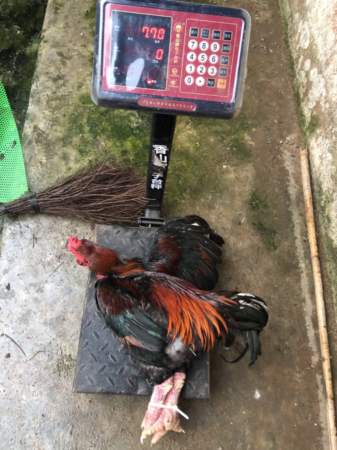 東濤雞 越南東濤雞