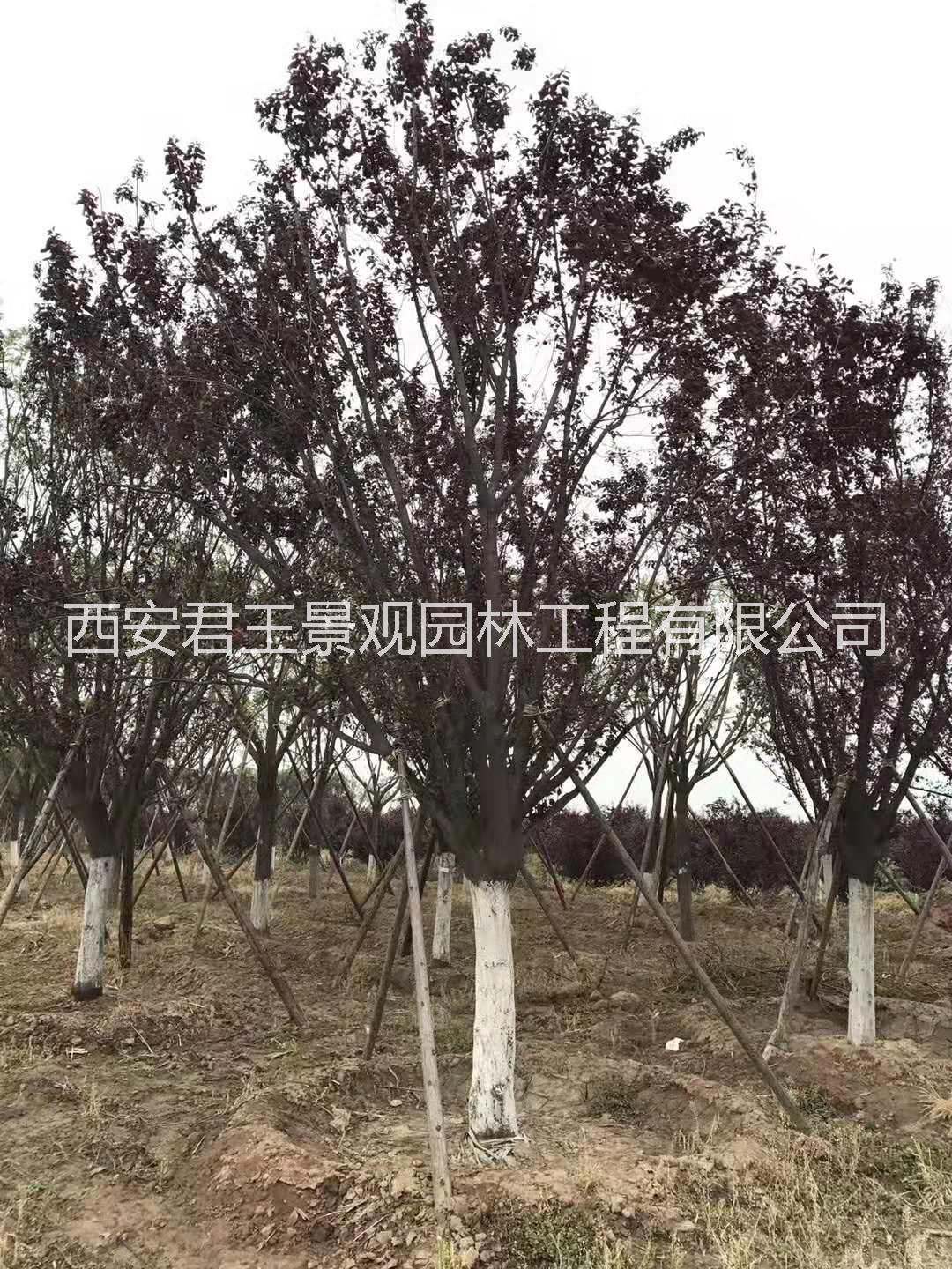 紅葉李 叢生紅葉李