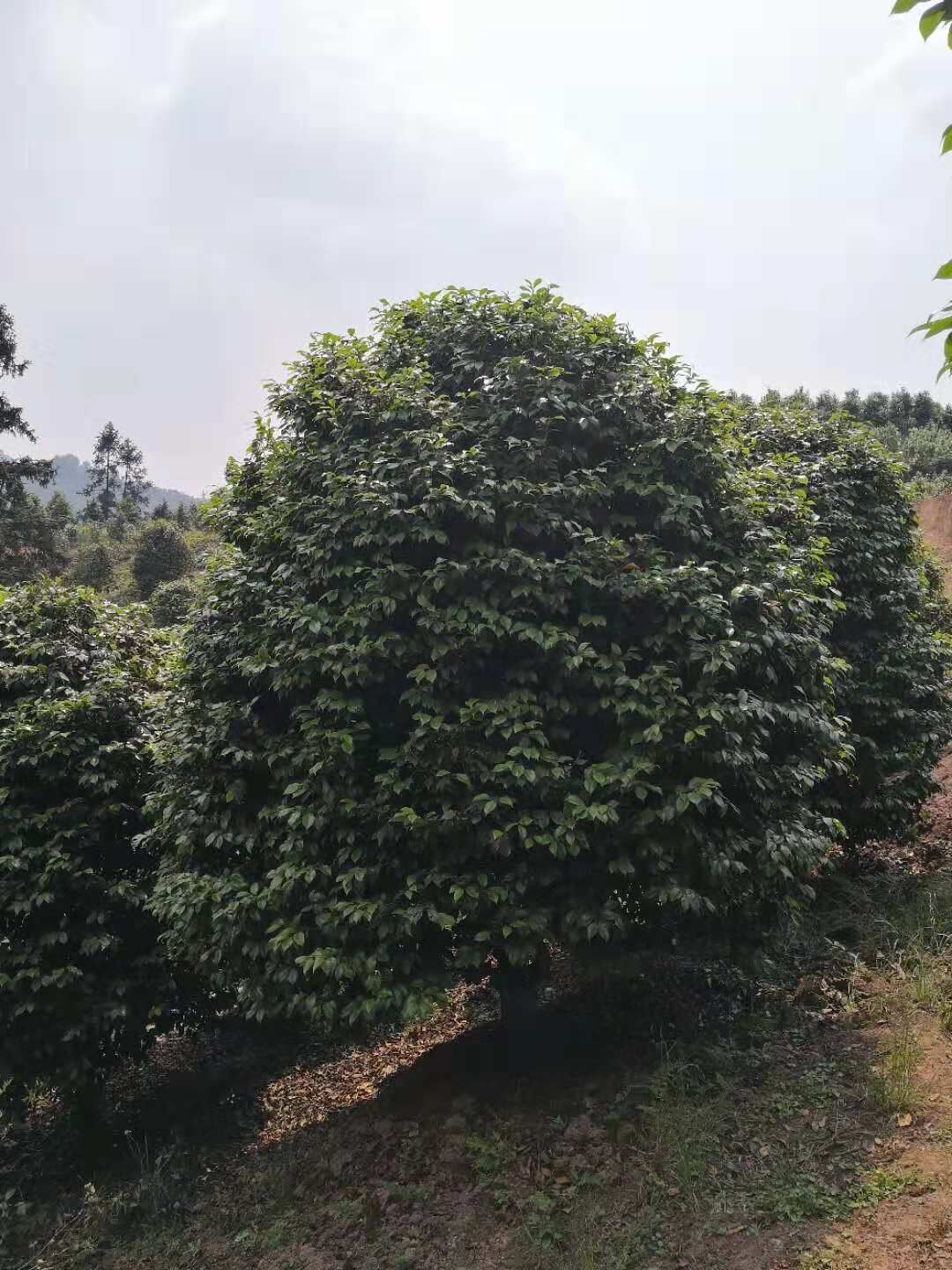 浙江溫州茶花基地-浙江紹興茶花批發(fā)價格-浙江湖州茶花今日報價
