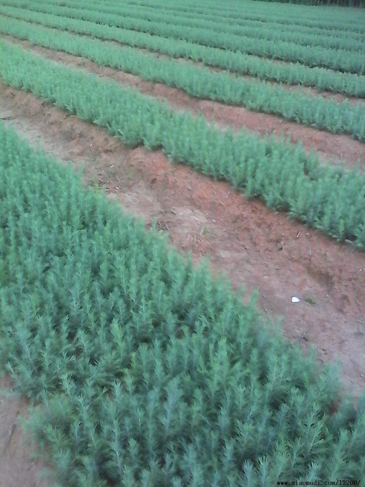 河南雪松苗批發(fā)報(bào)價(jià)|河南1至7米雪松苗供應(yīng)|河南雪松苗種植基地|河南雪松苗