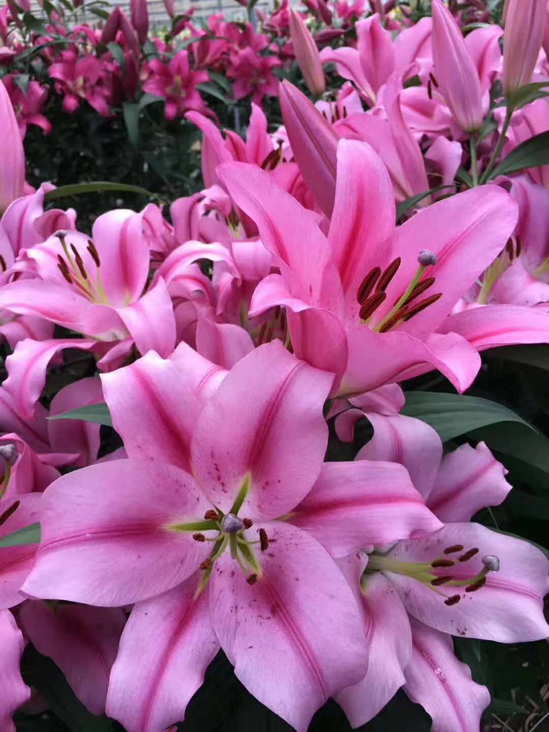 百合花種子批發(fā)，蘇州百合花種子供貨商，蘇州百合花種子批發(fā)價(jià)，蘇州百合花種子批發(fā)市場(chǎng)