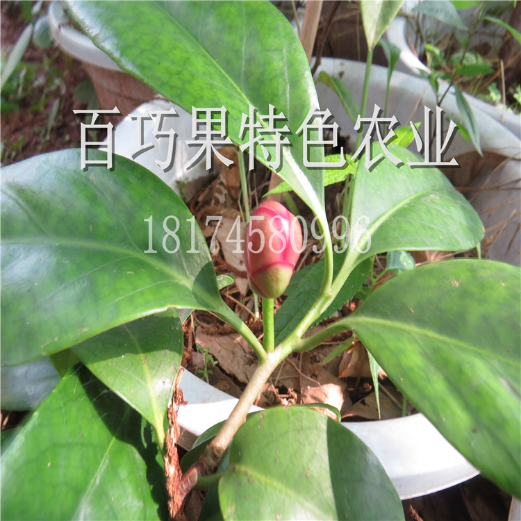 布福娜產(chǎn)地直發(fā)黑老虎苗一元一株貨源足手續(xù)全