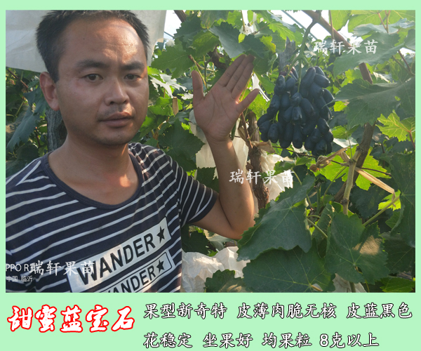 新嫁接 甜蜜藍寶石葡萄樹苗 2018出圃上市了！