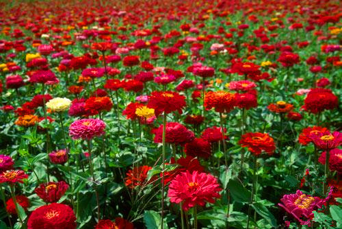 百日草花種子，宿遷百日草花種子批發(fā)價，宿遷百日草花種子批發(fā)價