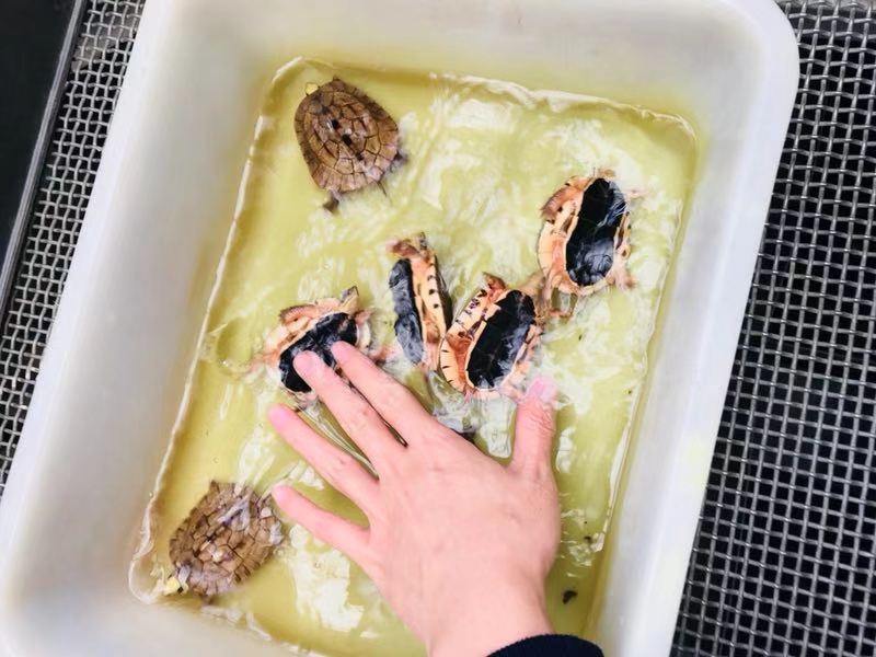 純種海南*龜 海南*龜 海南*龜苗