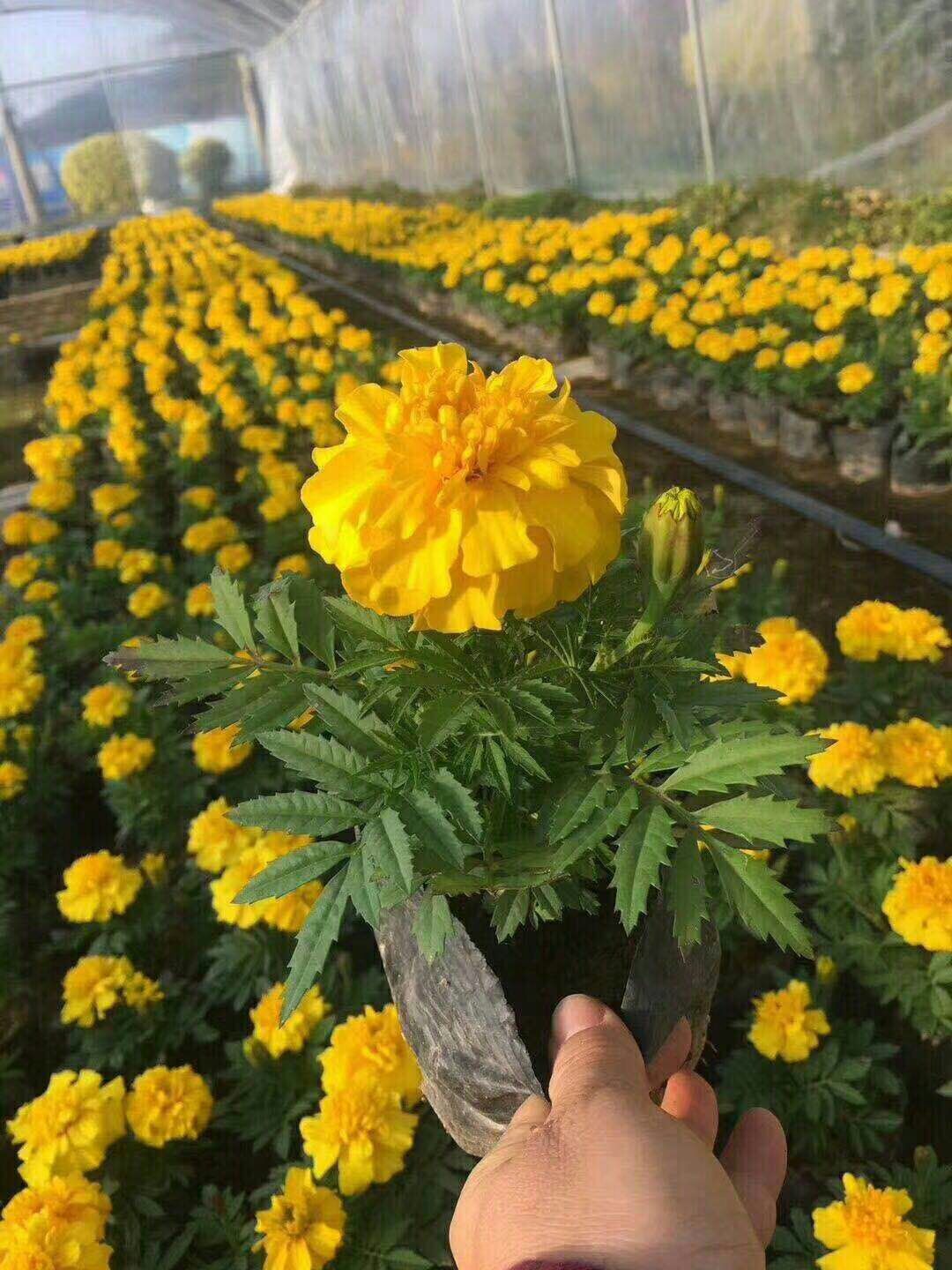 萬壽菊的價(jià)值 本溪市有萬壽菊供應(yīng)
