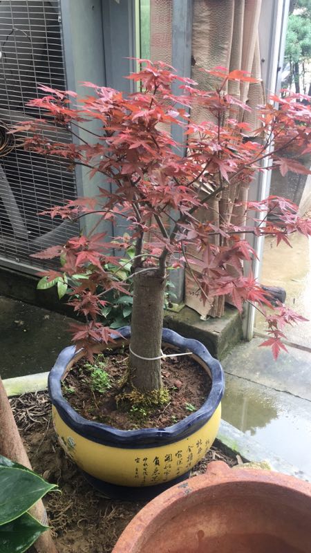 紅楓盆景，江蘇紅楓盆景供貨商，江蘇紅楓盆景批發(fā)價(jià)，江蘇紅楓盆景價(jià)錢