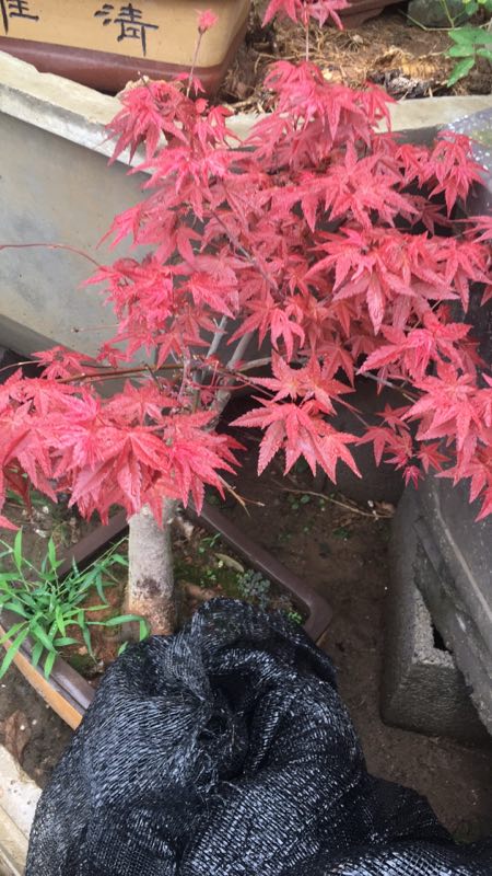 蘇州紅楓盆景批發(fā)，蘇州紅楓盆景供貨商，蘇州紅楓盆景直銷商