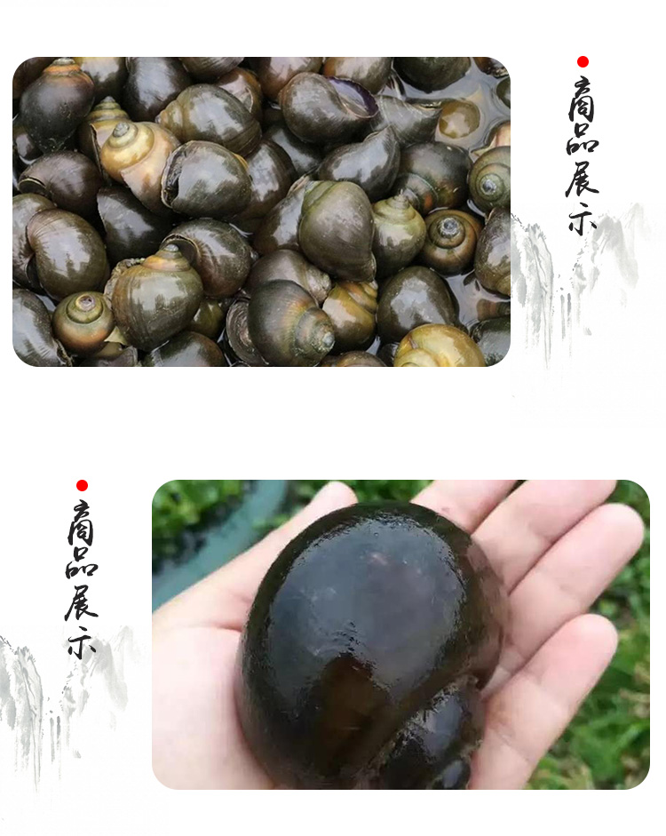 福壽螺田螺  重慶福壽螺