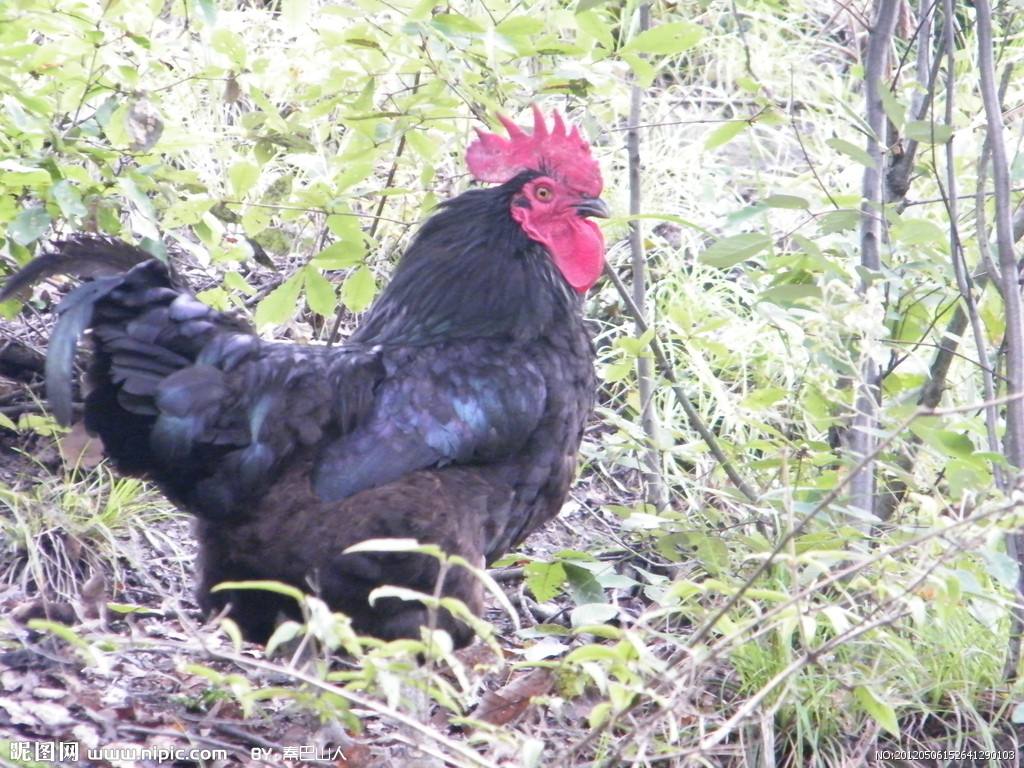 供應(yīng)快.大黑雞苗廠家直銷贈(zèng)送路損免費(fèi)提供養(yǎng)殖技術(shù)資料書