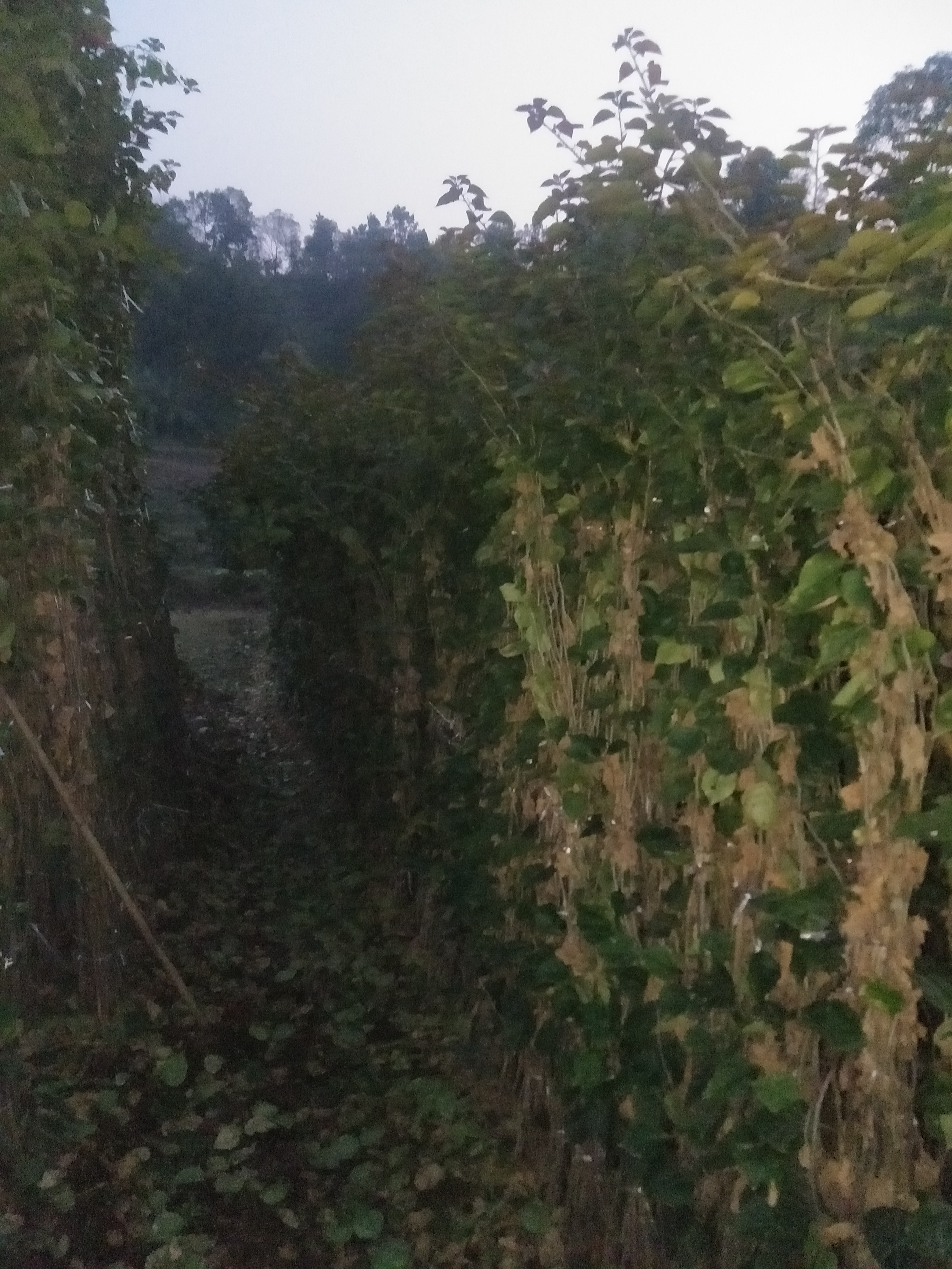 三桷梅專業(yè)種植 三桷梅廠家 三桷梅批發(fā) 宜賓三桷梅 四川三桷梅